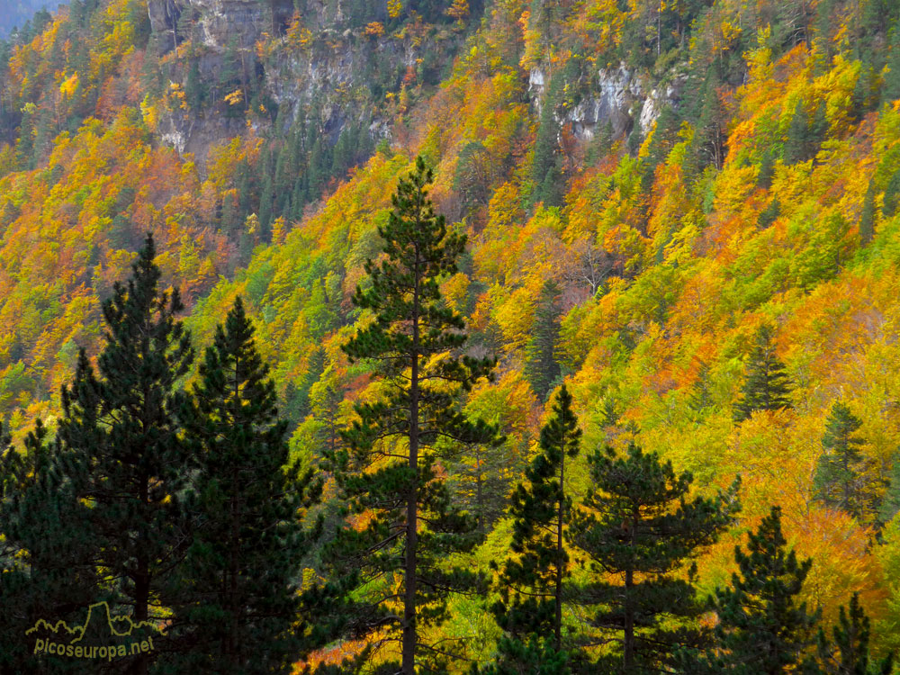Foto: Bosques del Valle de Ordesa, Parque Nacional de Ordesa y Monte Perdido, Pirineos de Huesca, Aragón