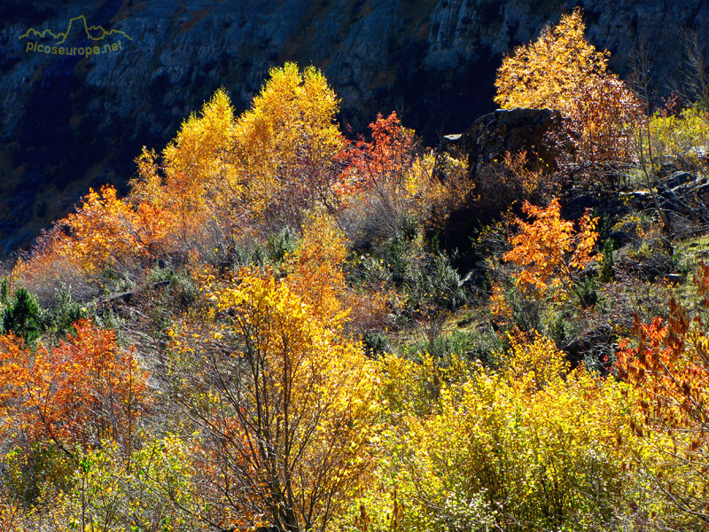 Otoño en el Valle de Pineta, Pirineos de Huesca, Aragon, Parque Nacional Ordesa y Monte Perdido